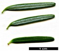 SpeciesSub: var. chinensis